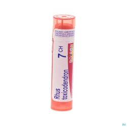 Rhus toxicodendron 7ch gr 4g boiron